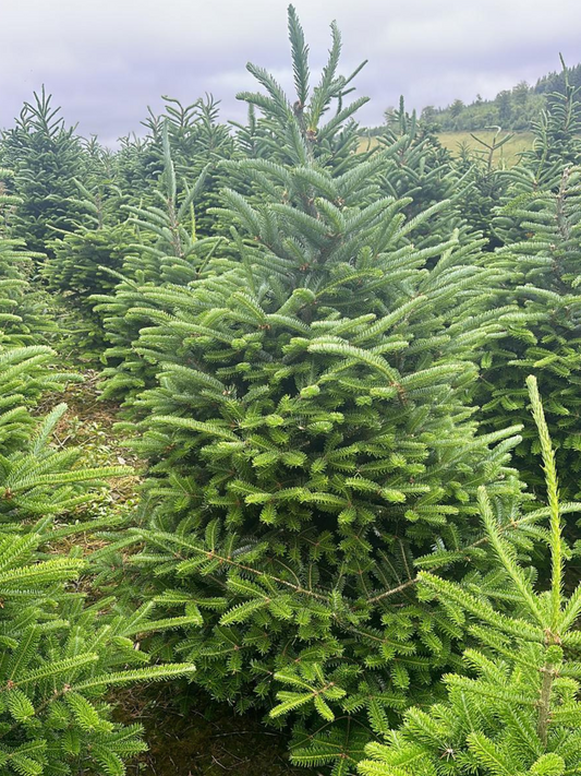 Fraser Fir Christmas Tree