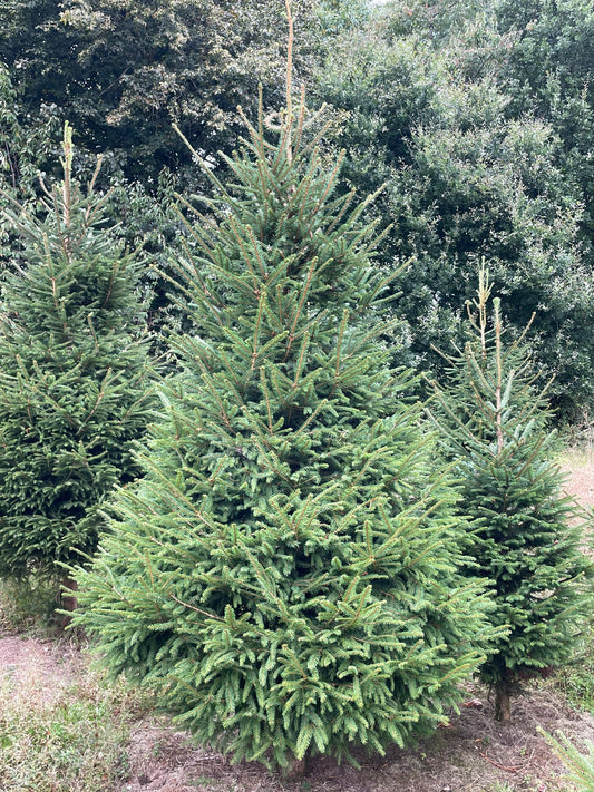 Norway Spruce Christmas Tree