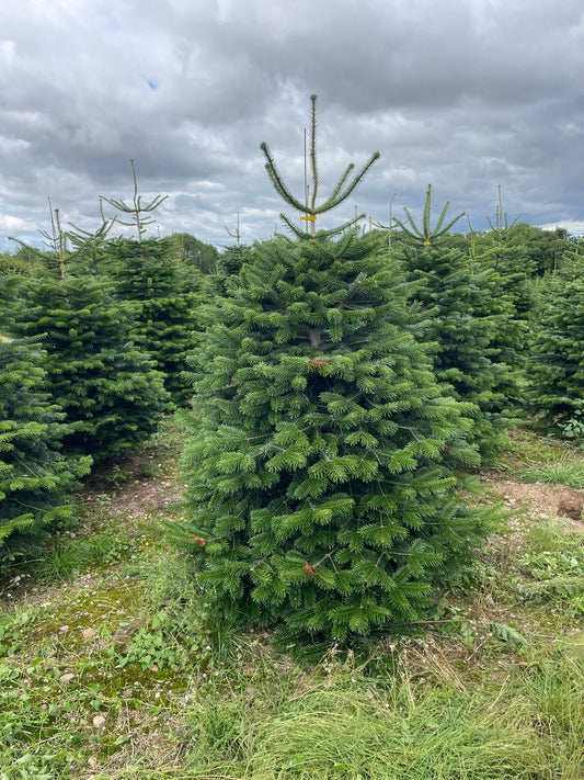 Nordman Fir Christmas Tree